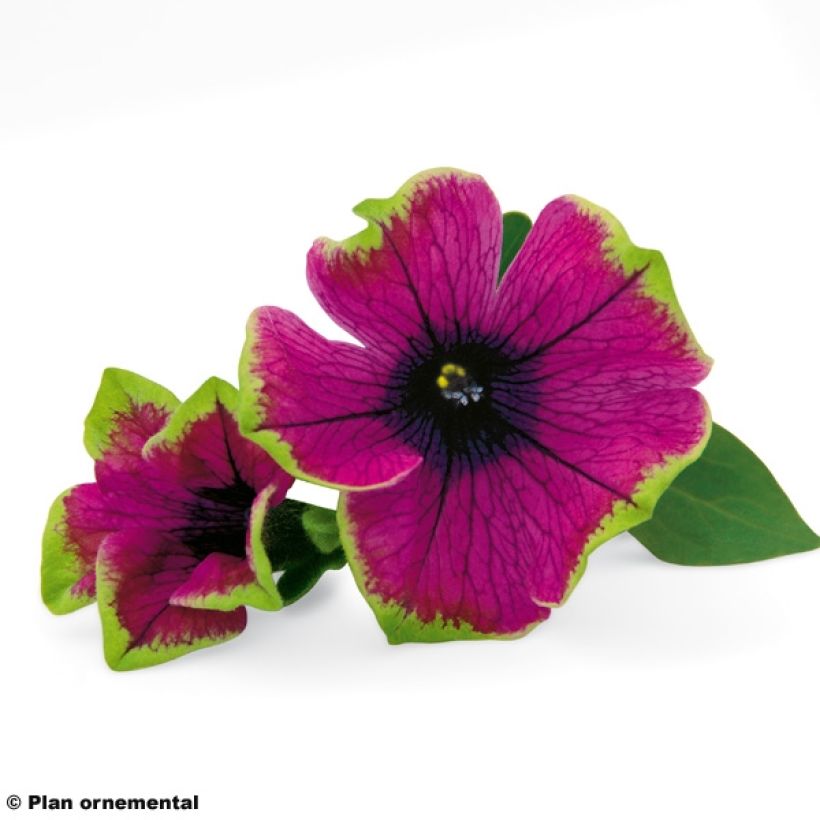 Petunia Pretty Much Picasso (Floración)