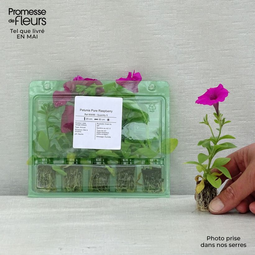 Petunia Pure Raspberry - Surfinia minicepellón: Ø 1,5/2,5 cm Ejemplar entregado en la primavera
