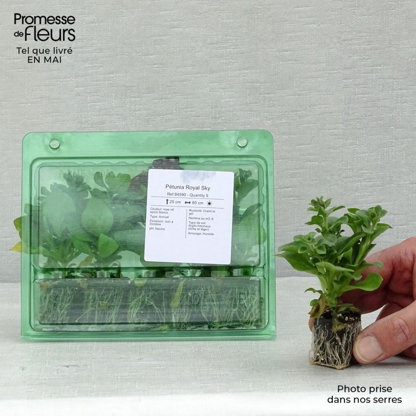 Petunia Royal Sky minicepellón: Ø 3/4 cm Ejemplar entregado en la primavera