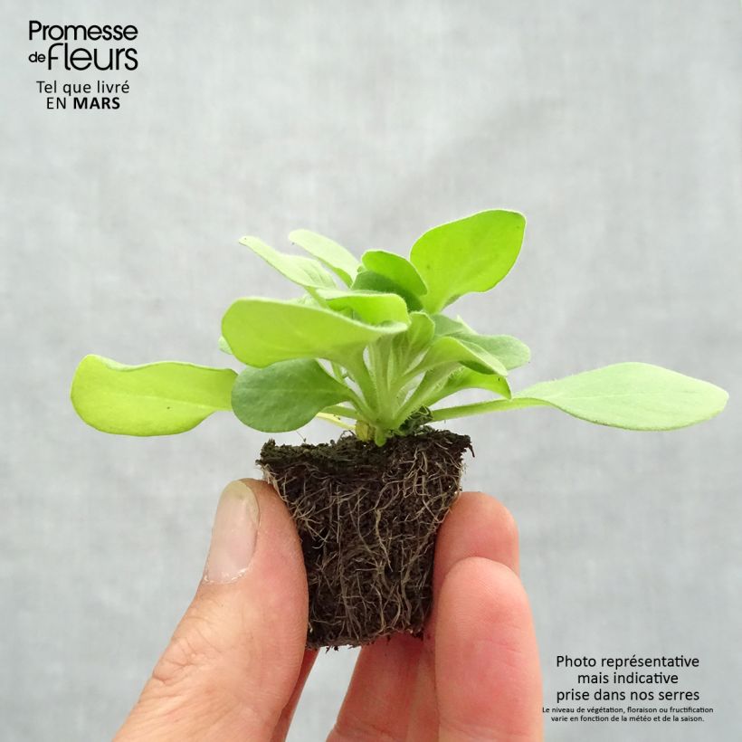 Petunia Sophistica Blackberry Bandeja de semillero: cepellón 3,8 cm x 3,2 cm en bandeja de cultivo por 16 Ejemplar entregado en la primavera