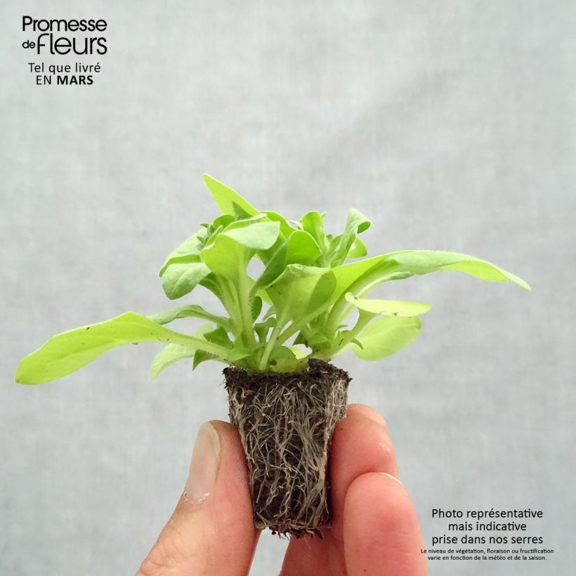 Petunia Sophistica Lime Green Bandeja de semillero: cepellón 3,8 cm x 3,2 cm en bandeja de cultivo por 16 Ejemplar entregado en la primavera