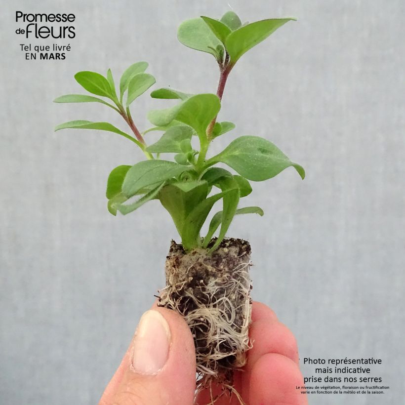 Petunia Supertunia Bordeaux minicepellón: Ø 1,5/2,5 cm Ejemplar entregado en la primavera