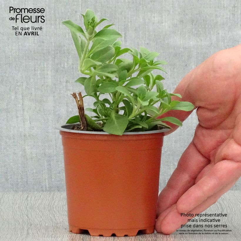 Petunia Supertunia Bordeaux Maceta de 10 cm/11 cm Ejemplar entregado en la primavera