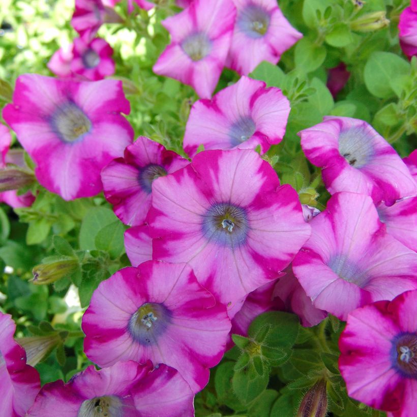 Petunia Supertunia Mini Blast Rose (Floración)