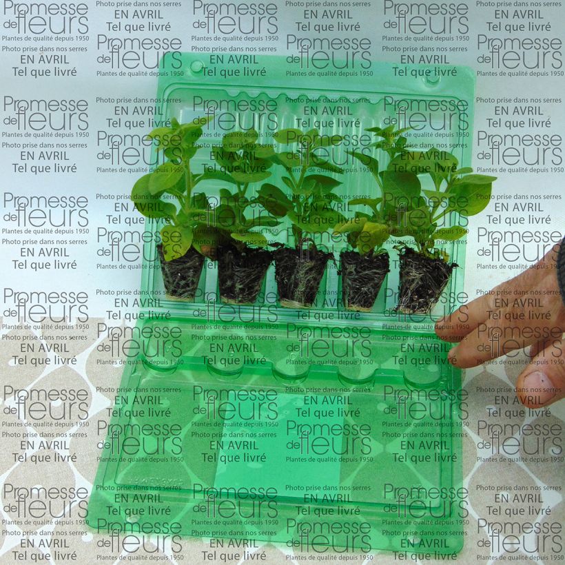 Ejemplo de ejemplar de Petunia Supertunia Mini Blast Rose minicepellón: Ø 3/4 cm tal y como se entrega