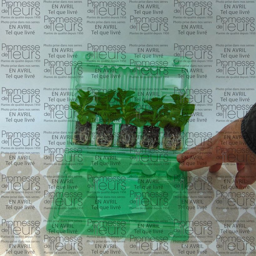 Ejemplo de ejemplar de Petunia Supertunia Raspberry Blast minicepellón: Ø 3/4 cm tal y como se entrega