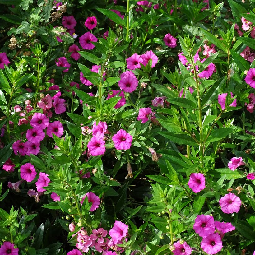 Petunia Supertunia Vista Bubblegum (Porte)