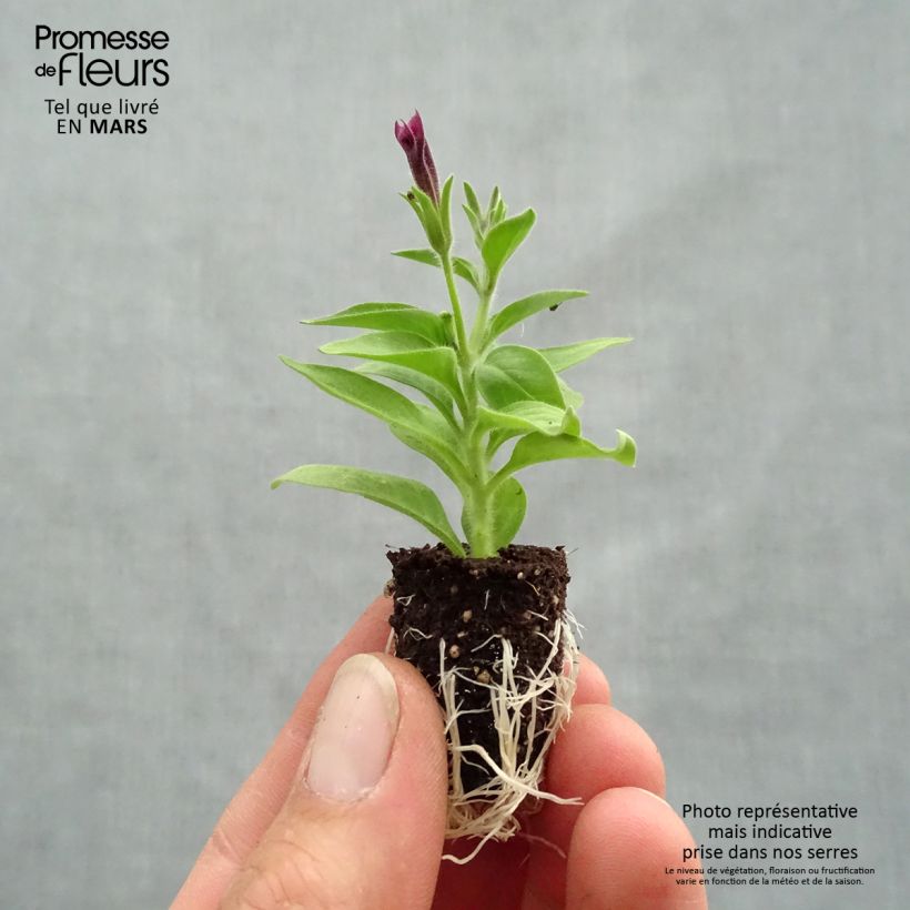 Petunia Supertunia Vista Paradise minicepellón: Ø 1,5/2,5 cm Ejemplar entregado en la primavera