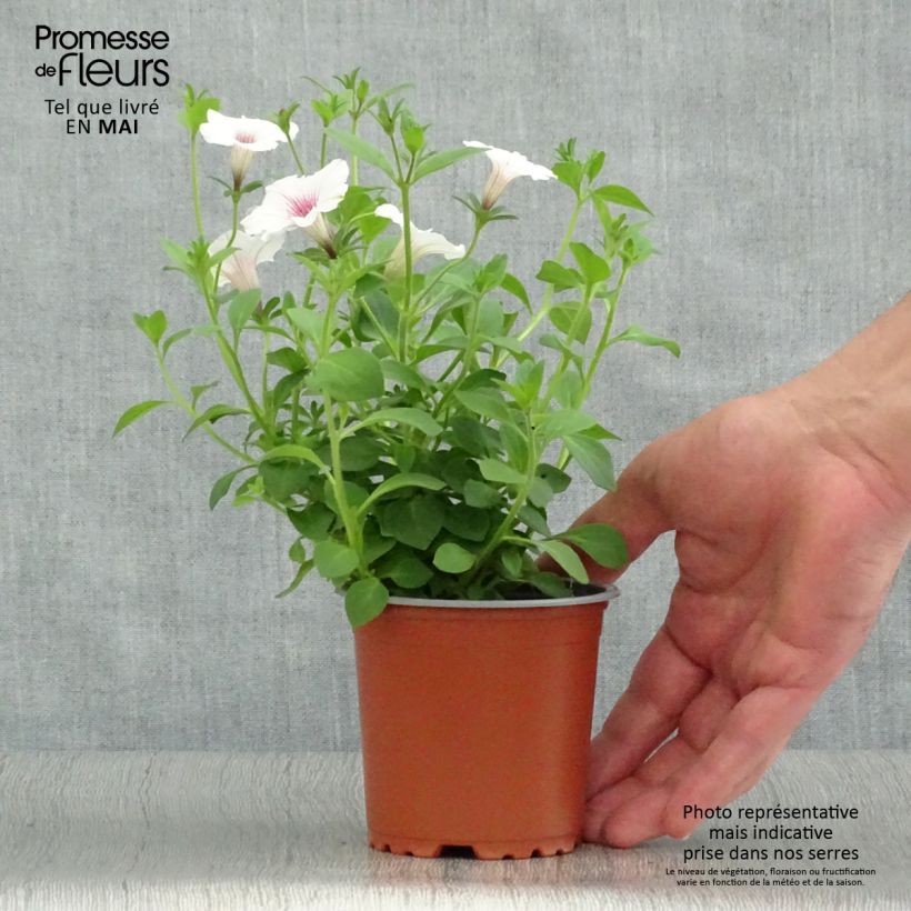 Petunia Supertunia Vista Silverberry Maceta de 10 cm/11 cm Ejemplar entregado en la primavera