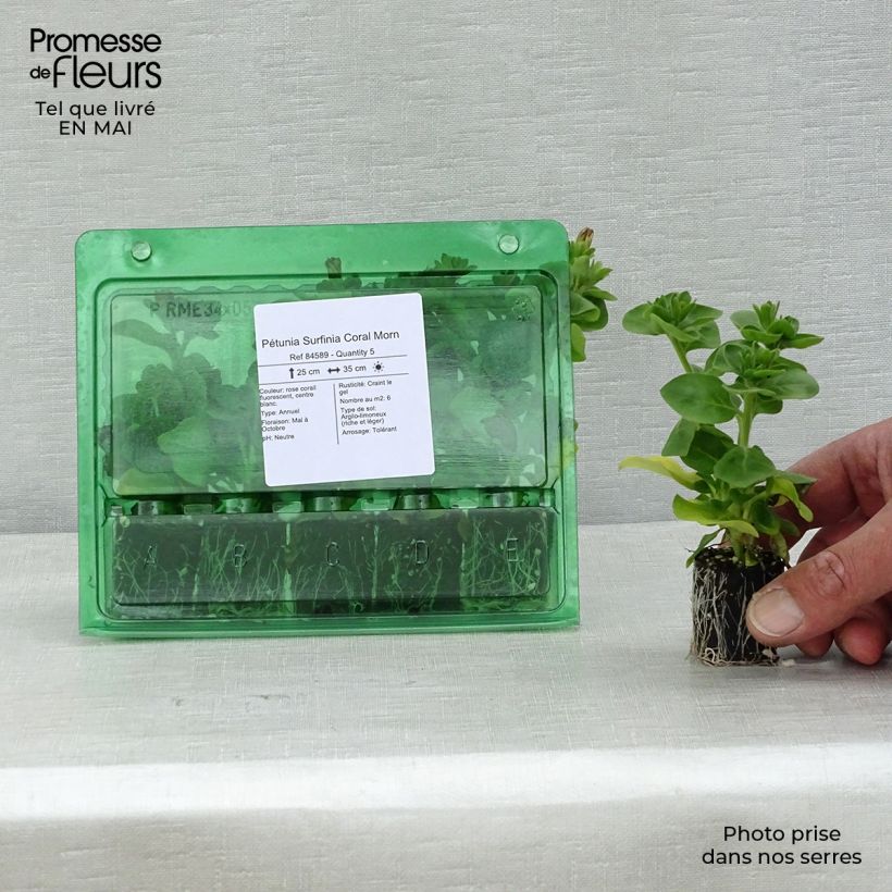 Petunia Coral Morn - Surfinia minicepellón: Ø 3/4 cm Ejemplar entregado en la primavera