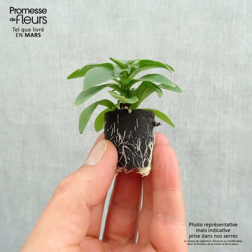 Petunia Deep Red - Surfinia minicepellón: Ø 3/4 cm Ejemplar entregado en la primavera