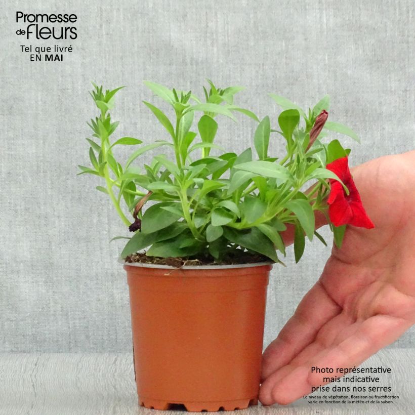 Petunia Deep Red - Surfinia Maceta de 10 cm/11 cm Ejemplar entregado en la primavera