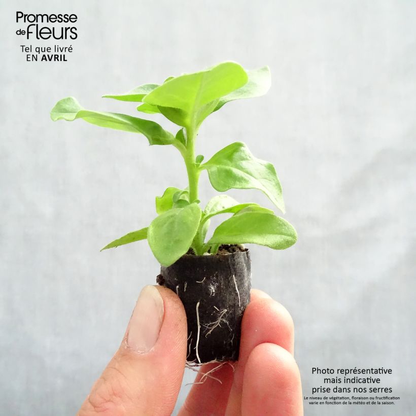 Petunia Double Lilac - Surfinia minicepellón: Ø 3/4 cm Ejemplar entregado en la primavera