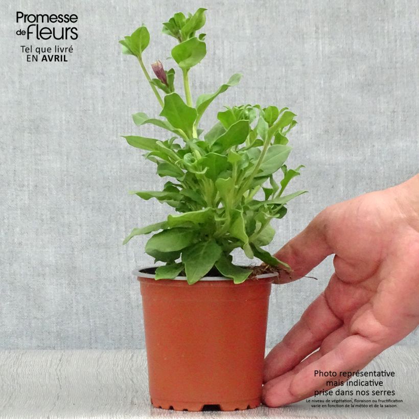 Petunia Double Lilac - Surfinia Maceta de 10 cm/11 cm Ejemplar entregado en la primavera