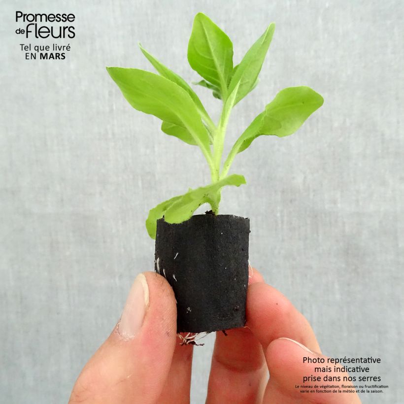 Petunia Giant Blue - Surfinia minicepellón: Ø 3/4 cm Ejemplar entregado en la primavera