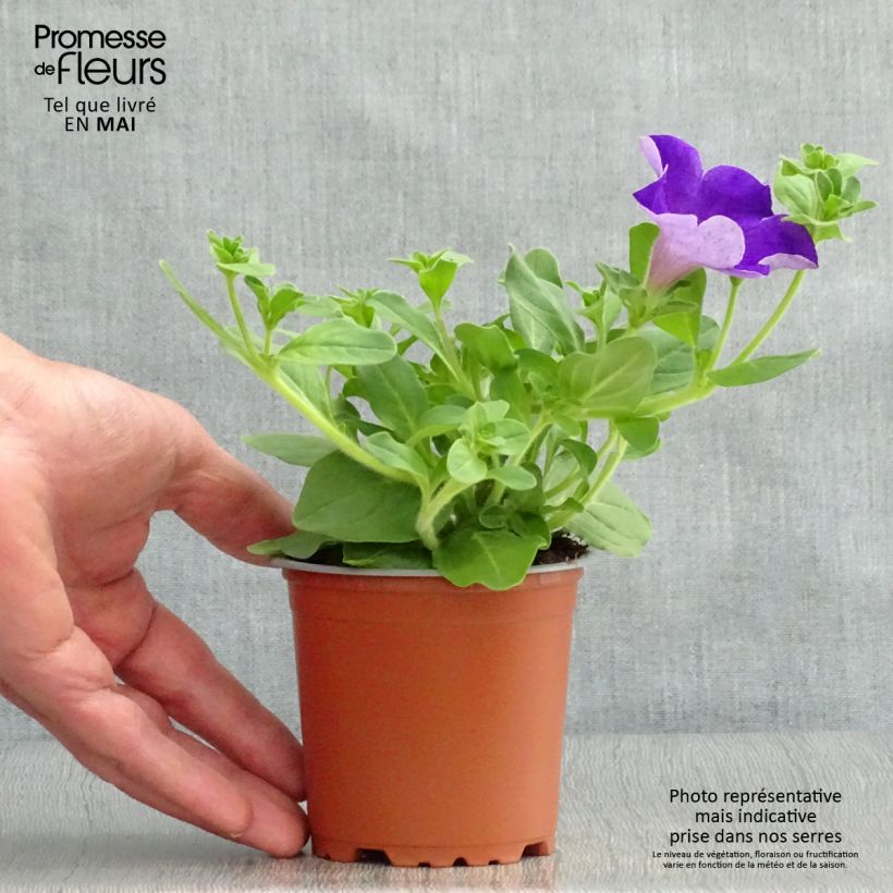 Petunia Giant Blue - Surfinia Maceta de 10 cm/11 cm Ejemplar entregado en la primavera