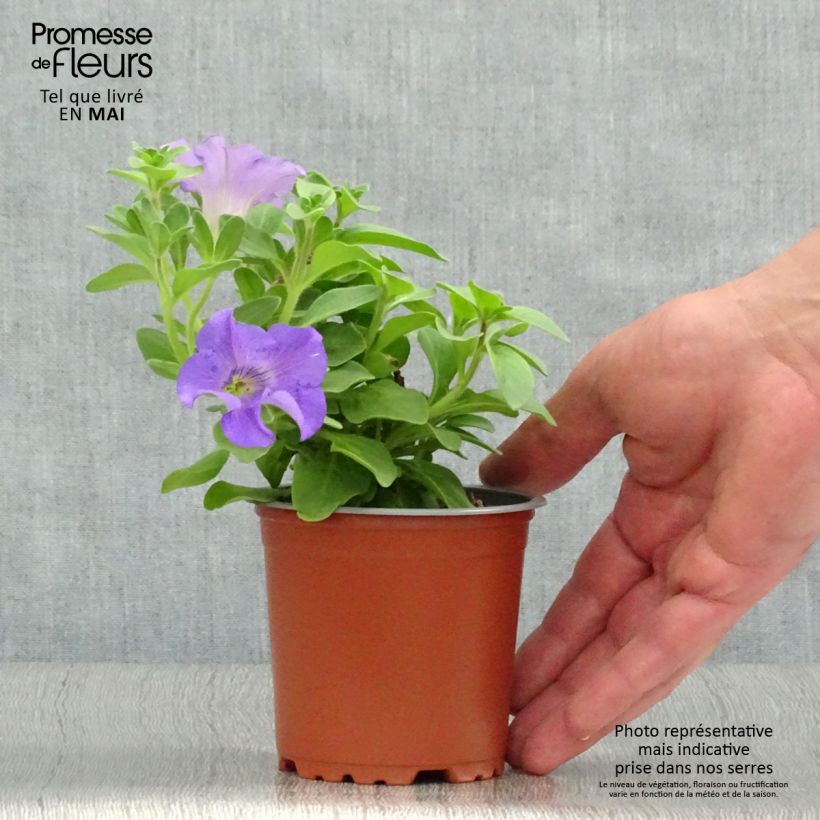 Surfinia Heavenly Blue - Petunia Maceta de 10 cm/11 cm Ejemplar entregado en la primavera