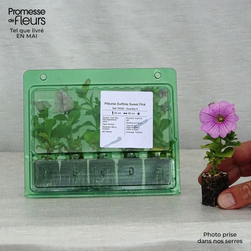 Petunia Sweet Pink - Surfinia minicepellón: Ø 3/4 cm Ejemplar entregado en la primavera