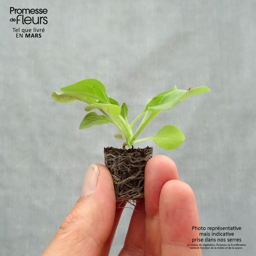 Petunia Tidal Wave Cherry minicepellón: Ø 3/4 cm Ejemplar entregado en la primavera