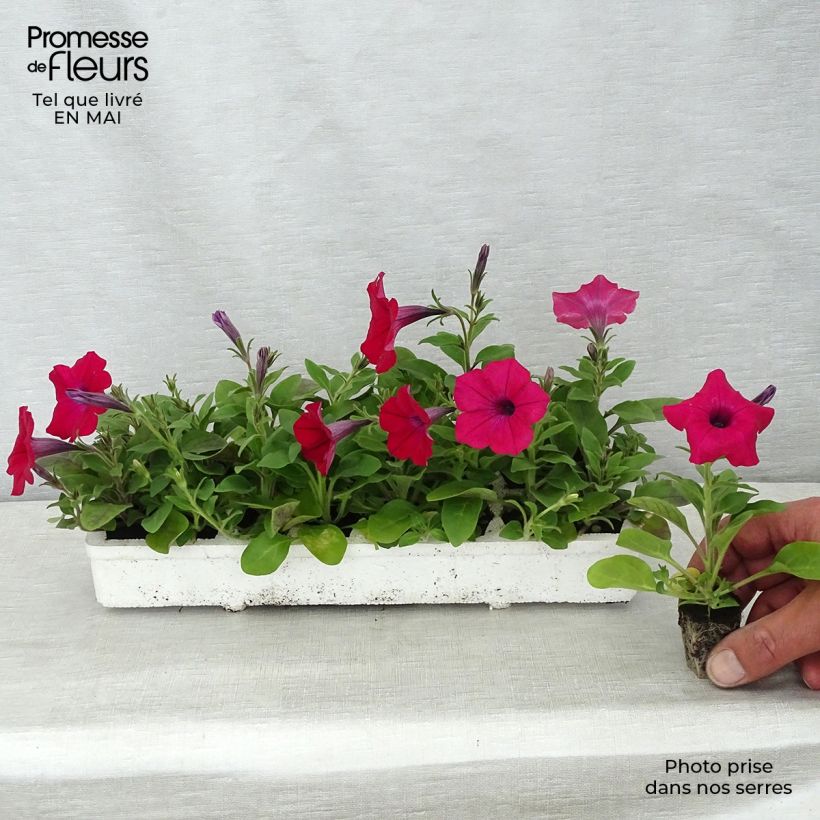 Petunia Tidal Wave Cherry Bandeja de semillero: cepellón 3,8 cm x 3,2 cm en bandeja de cultivo por 16 Ejemplar entregado en la primavera