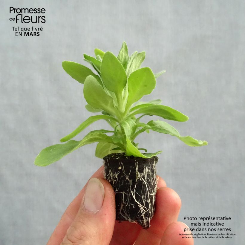 Petunia Tumbelina Anna minicepellón: Ø 3/4 cm Ejemplar entregado en la primavera