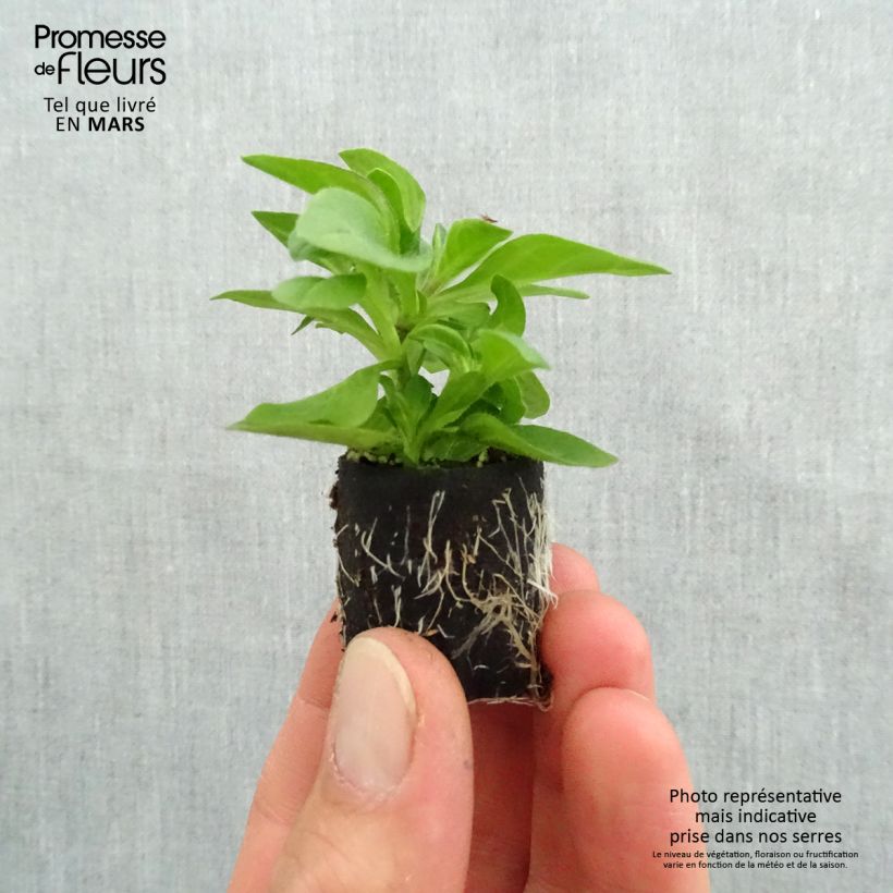 Petunia Tumbelina Belinda - Surfinia minicepellón: Ø 3/4 cm Ejemplar entregado en la primavera