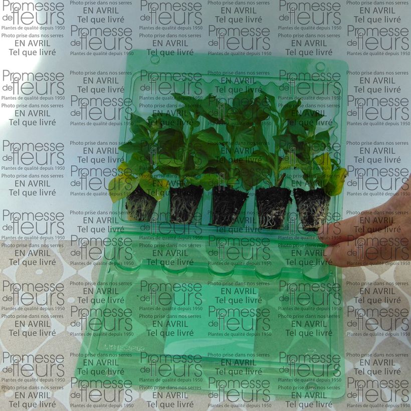 Ejemplo de ejemplar de Petunia Tumbelina Cherry Ripple minicepellón: Ø 3/4 cm tal y como se entrega