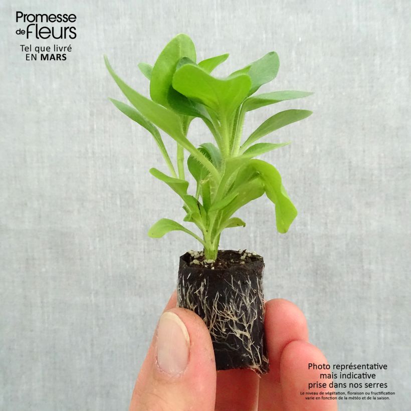 Petunia Tumbelina Diana - Surfinia minicepellón: Ø 3/4 cm Ejemplar entregado en la primavera