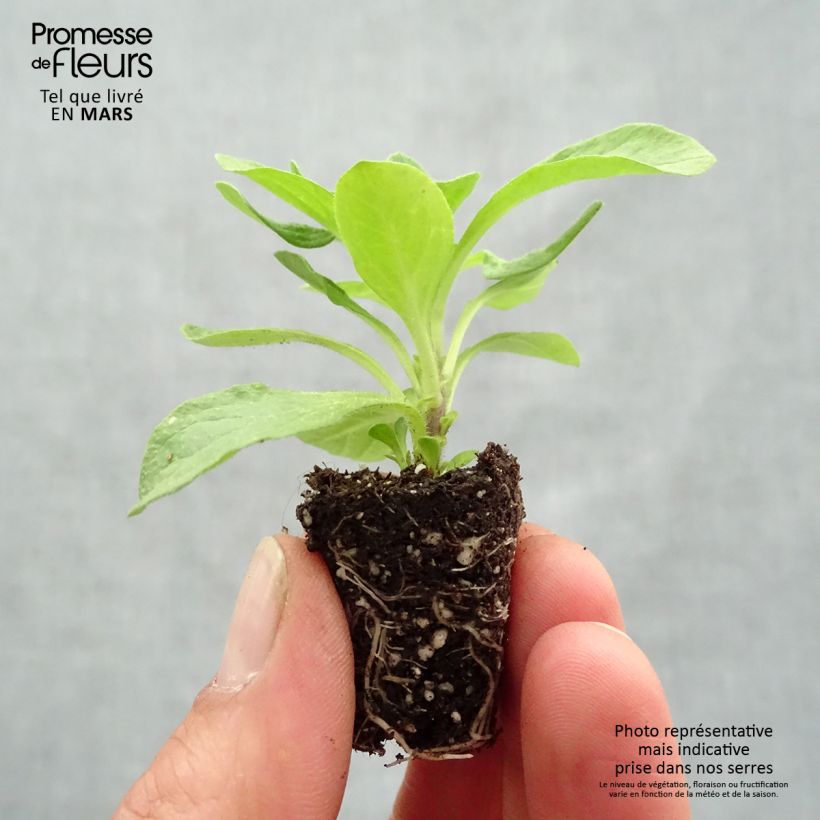 Petunia Viva Eclipse Mini-motte 3 cm Ejemplar entregado en la primavera