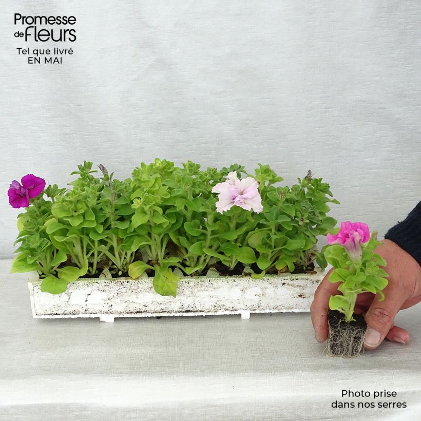 Petunia Cassandra Mix - Surfinia Bandeja de semillero: cepellón 3,8 cm x 3,2 cm en bandeja de cultivo por 16 Ejemplar entregado en la primavera