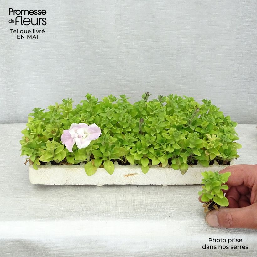 Petunia Cassandra Mix - Surfinia minicepellón: de 2,2 cm x 2 cm en bandeja de cultivo por 35 Ejemplar entregado en la primavera