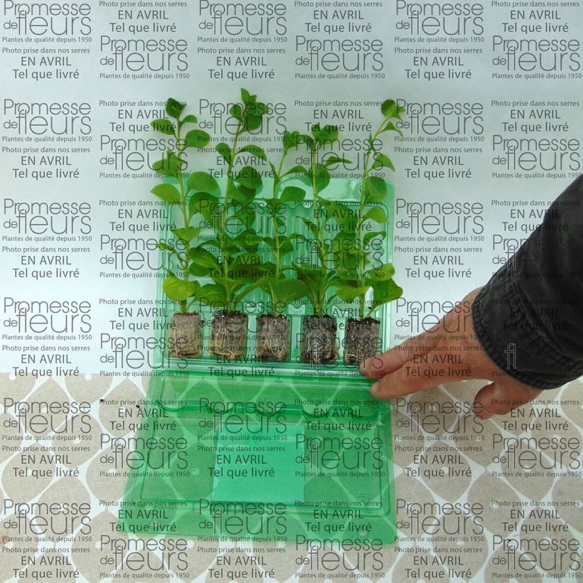 Ejemplo de ejemplar de Petunia Conchita Azur minicepellón: Ø 3/4 cm tal y como se entrega
