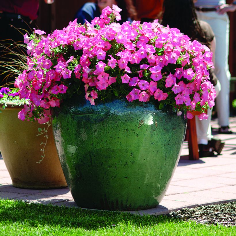 Petunia Coral Reef (Porte)