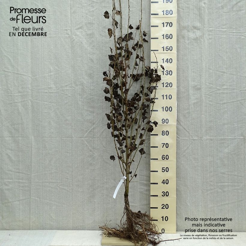 Populus nigra Italica - Álamo negro Raíces desnudasAltura de entrega aprox. 175/200cm Ejemplar entregado en invierno