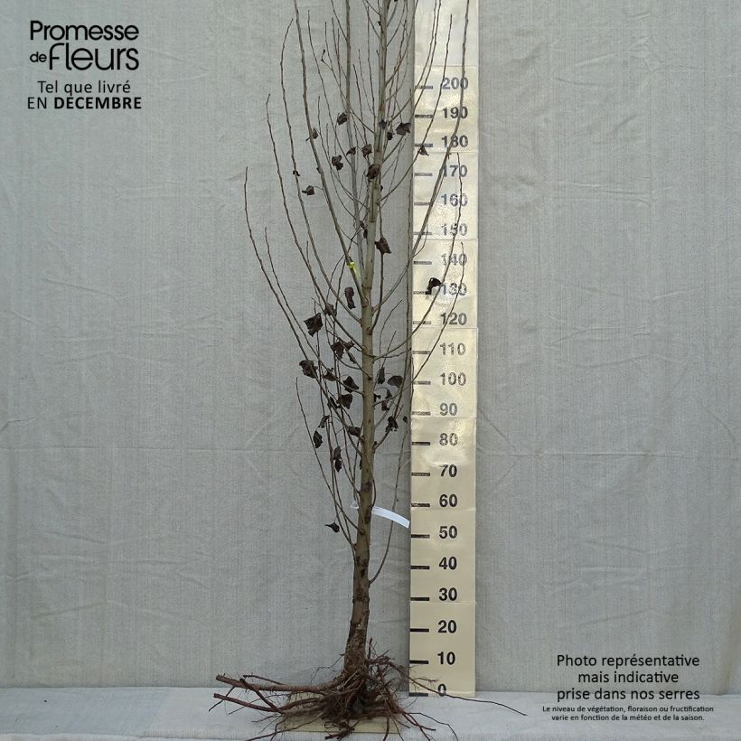 Populus nigra Italica - Álamo negro Raíces desnudasAltura de entrega aprox. 500+cm Ejemplar entregado en invierno