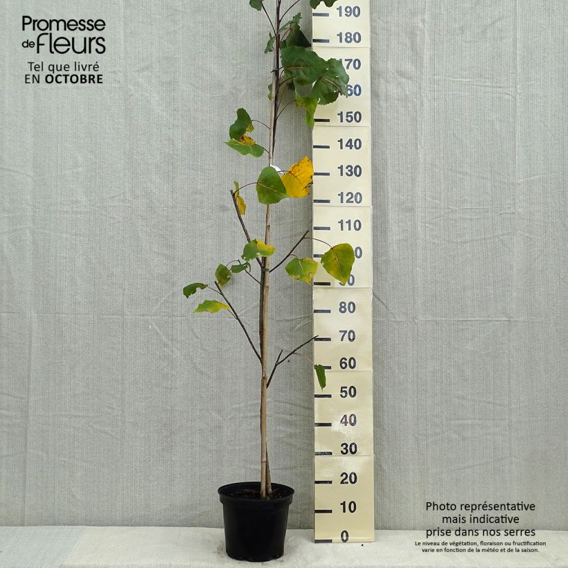 Ejemplar de Populus deltoides Purple Tower - Álamo negro de Norteamérica Maceta 7,5L/10L entregado en otoño