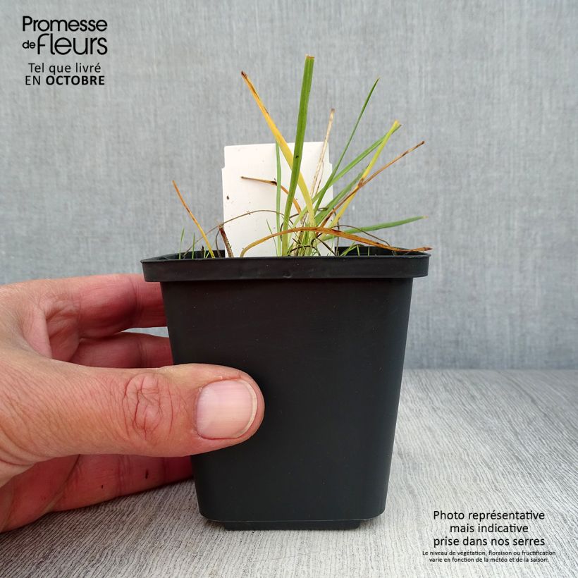Ejemplar de Anthericum liliago - Hierba de la araña Maceta de 8/9 cm entregado en otoño