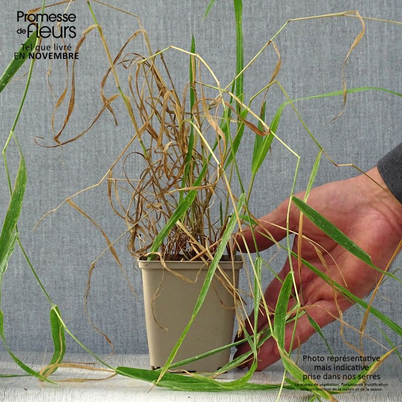 Ejemplar de Phalaris arundinaceae - Alpiste cinta Maceta de 8/9 cm entregado en otoño