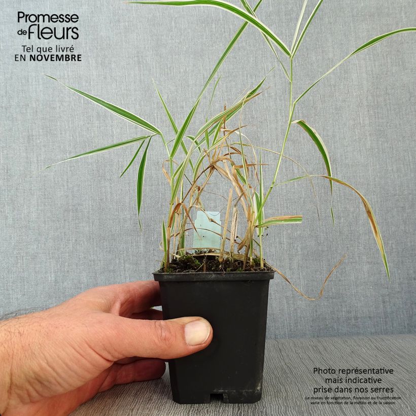 Ejemplar de Phalaris arundinacea Picta - Alpiste cinta Maceta de 8/9 cm entregado en otoño