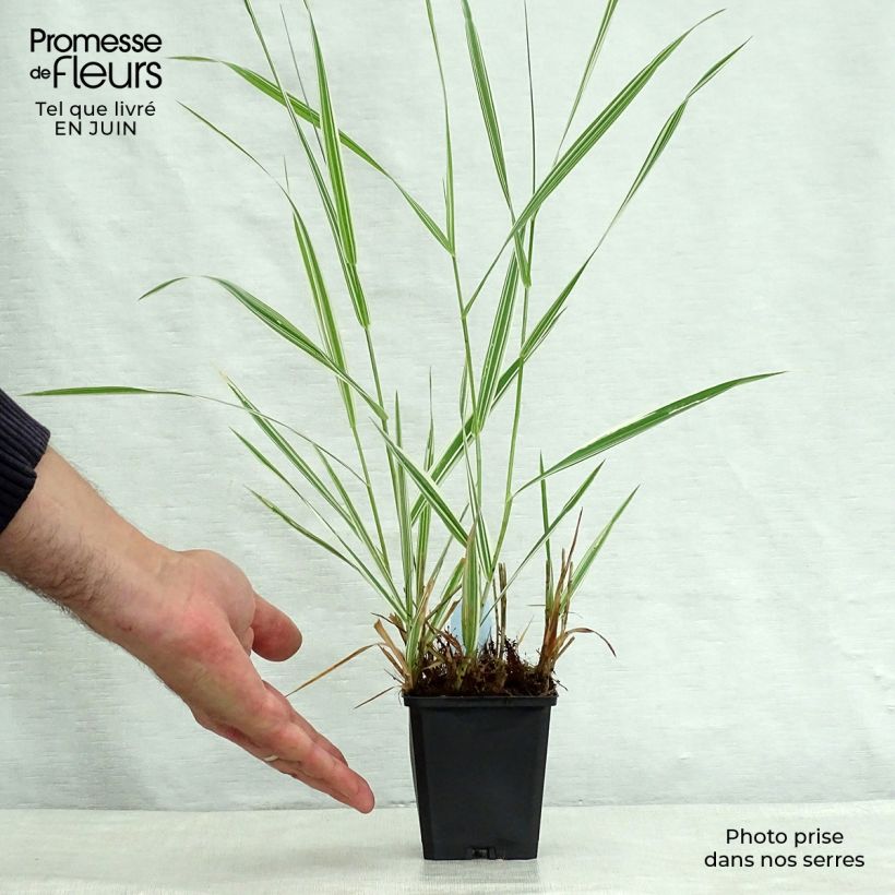 Ejemplar de Phalaris arundinacea Picta - Alpiste cinta Maceta de 8/9 cm entregado en verano