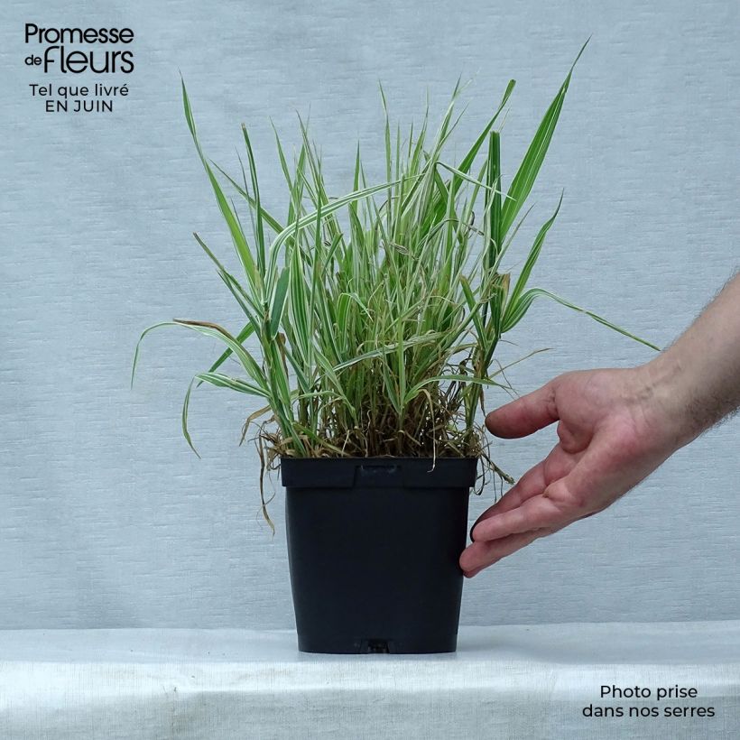 Ejemplar de Phalaris arundinacea Picta - Alpiste cinta Maceta 2L/3L entregado en verano