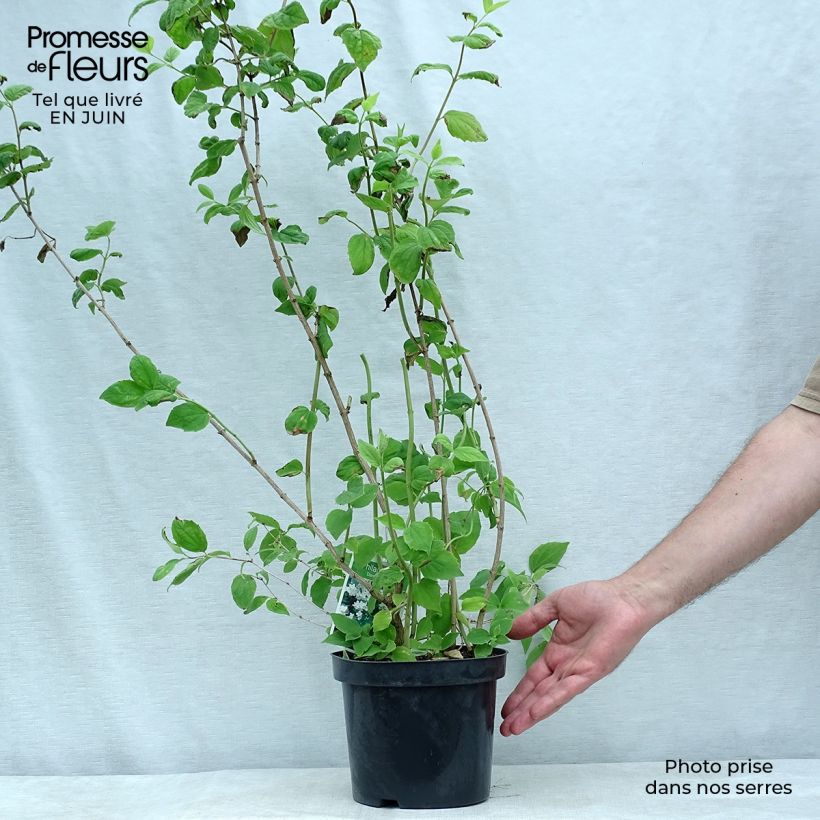 Ejemplar de Philadelphus Dame Blanche - Celinda Maceta 3L/4L entregado en verano
