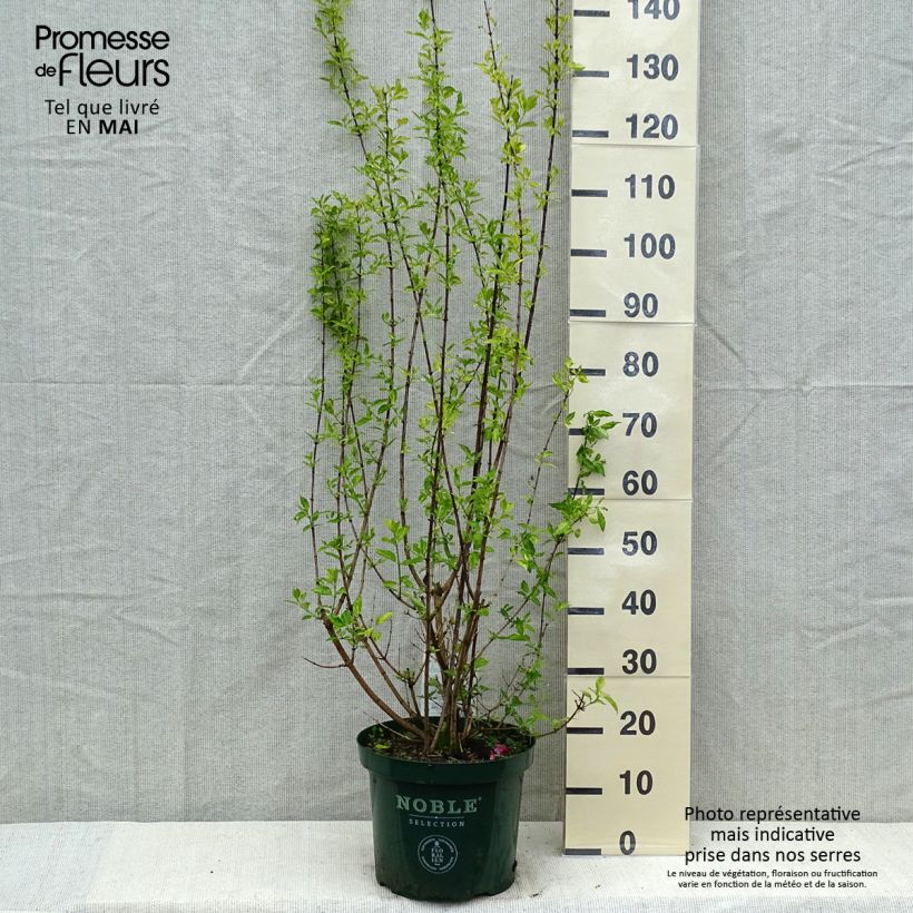 Philadelphus lemoinei Innocence - Celinda Maceta 7,5L/10LAltura de entrega aprox. 60+cm Ejemplar entregado en la primavera