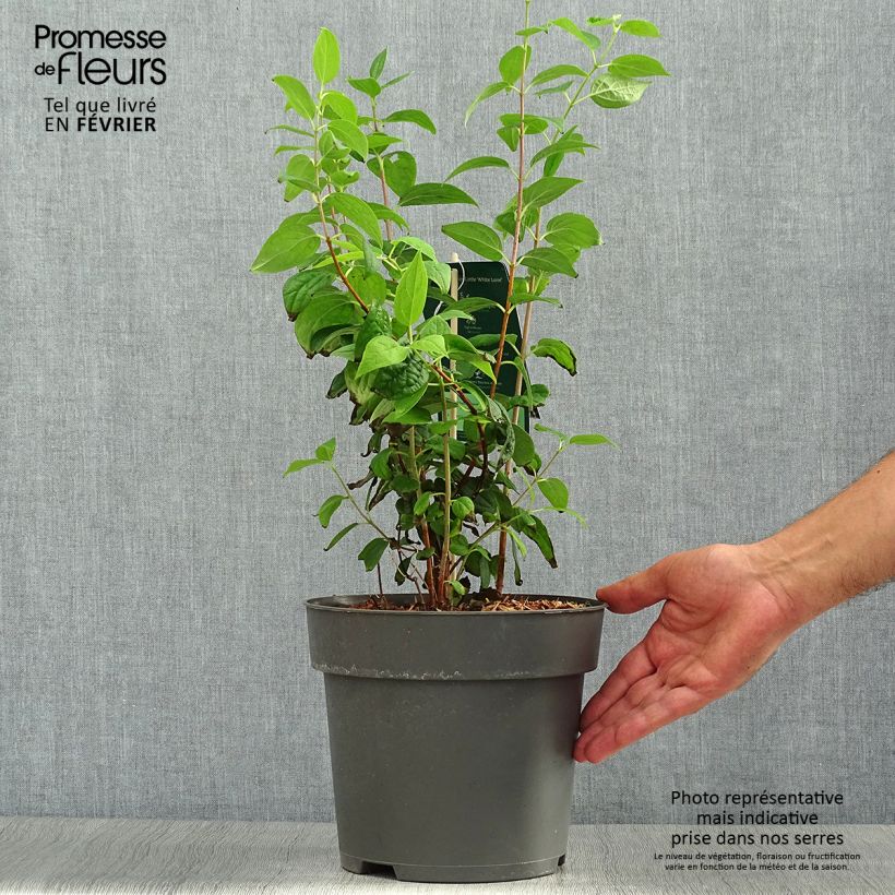 Ejemplar de Philadelphus Little White Love - Celinda Maceta 2L/3L entregado en otoño