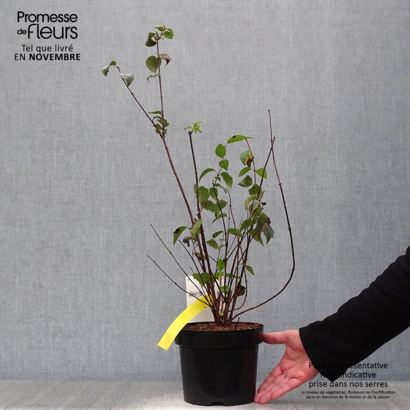 Ejemplar de Philadelphus virginalis Minnesota Snowflake - Celinda Maceta 2L/3L entregado en otoño