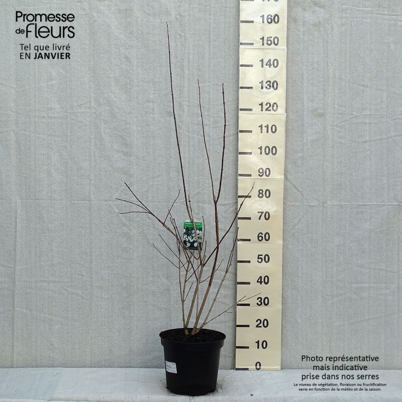 Philadelphus Virginal - Celinda Maceta 7,5L/10L Ejemplar entregado en invierno