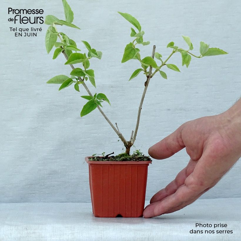 Ejemplar de Philadelphus coronarius - Celinda Maceta de 8/9 cm entregado en verano