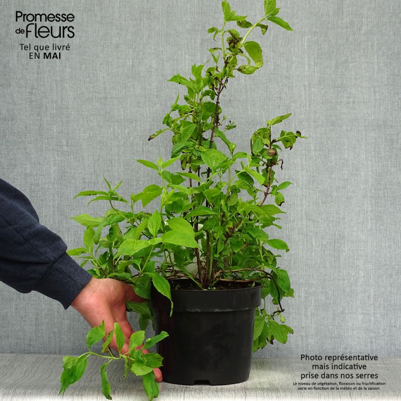 Philadelphus coronarius - Celinda Maceta 2L/3L Ejemplar entregado en la primavera