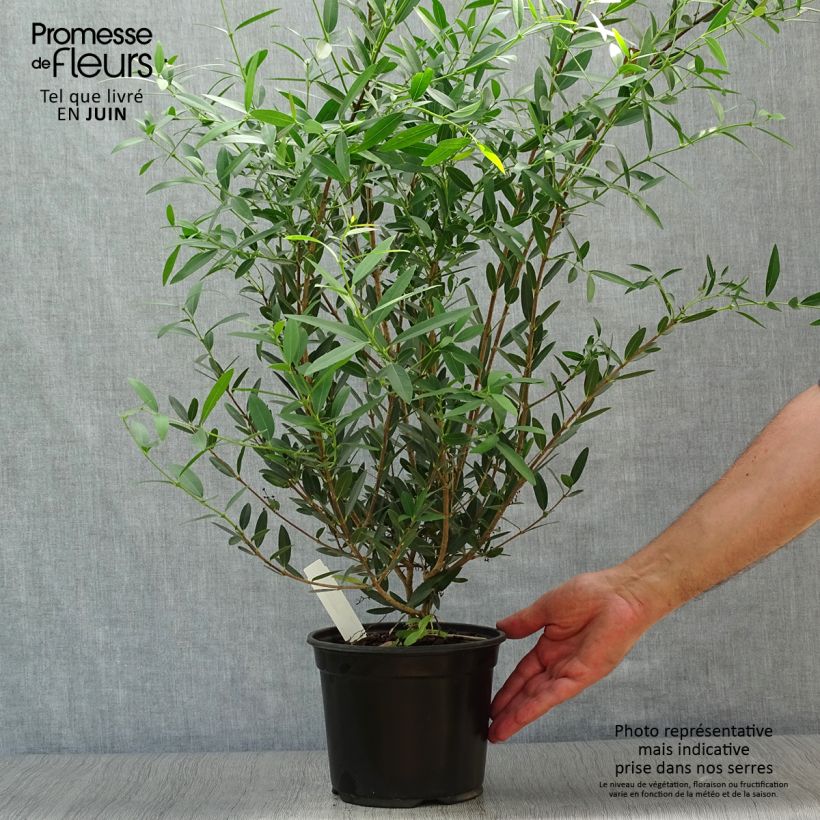 Ejemplar de Phillyrea angustifolia - Labiérnaga Maceta 2L/3LAltura de entrega aprox. 40/50cm entregado en verano
