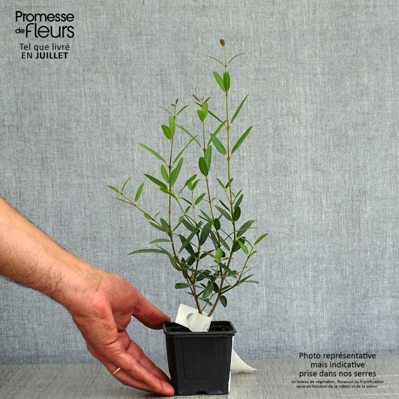 Ejemplar de Phillyrea Rosmarinifolia - Labiérnaga Maceta de 8/9 cm entregado en verano